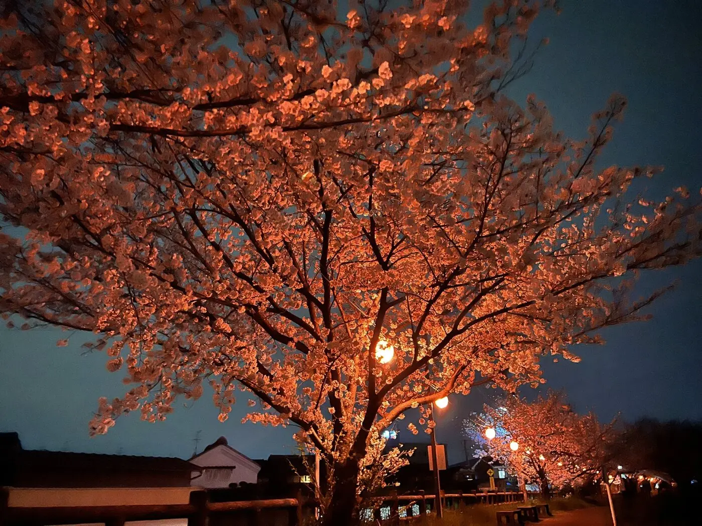 青みを残した夜空の下で橙色にライトアップされた安部橋付近の満開の桜