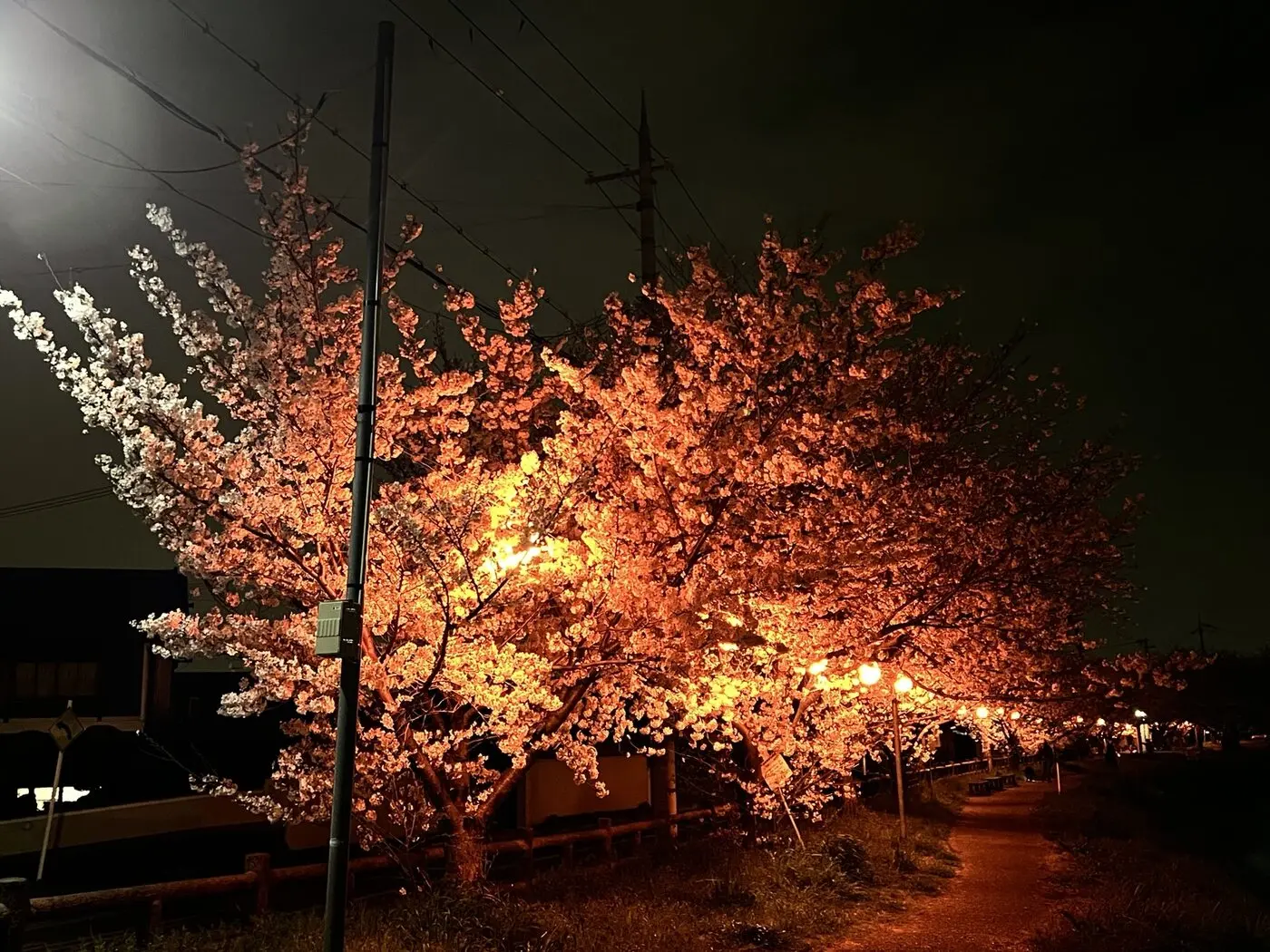 安部橋付近の道に沿って奥まで続くライトアップされた桜並木