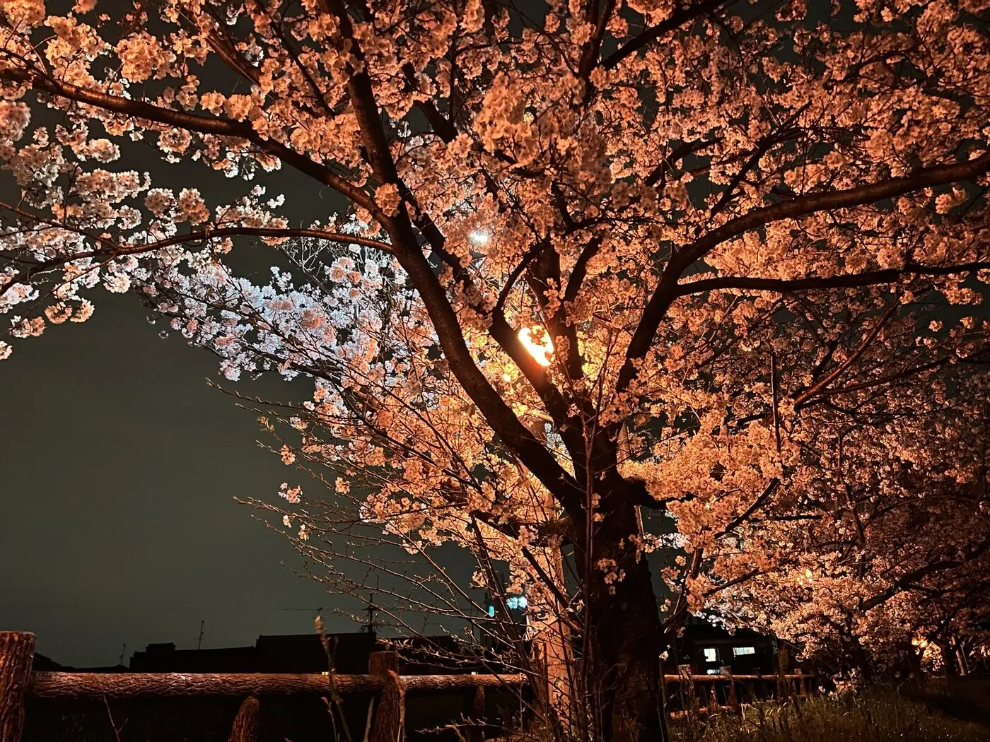 大きく伸びる枝と満開の花が橙色の光に照らされた夜桜