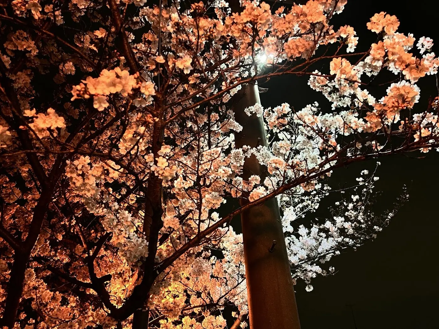 橙色と白色の二つの光に照らされた安部橋付近の桜の花
