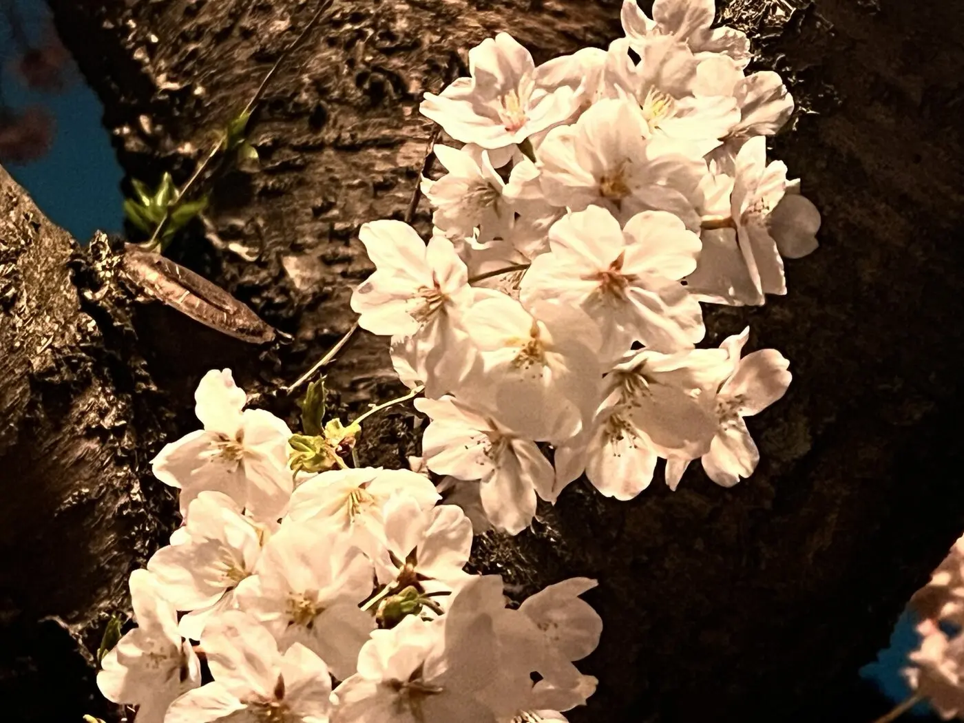 安部橋付近でライトに照らされた桜の花の接写