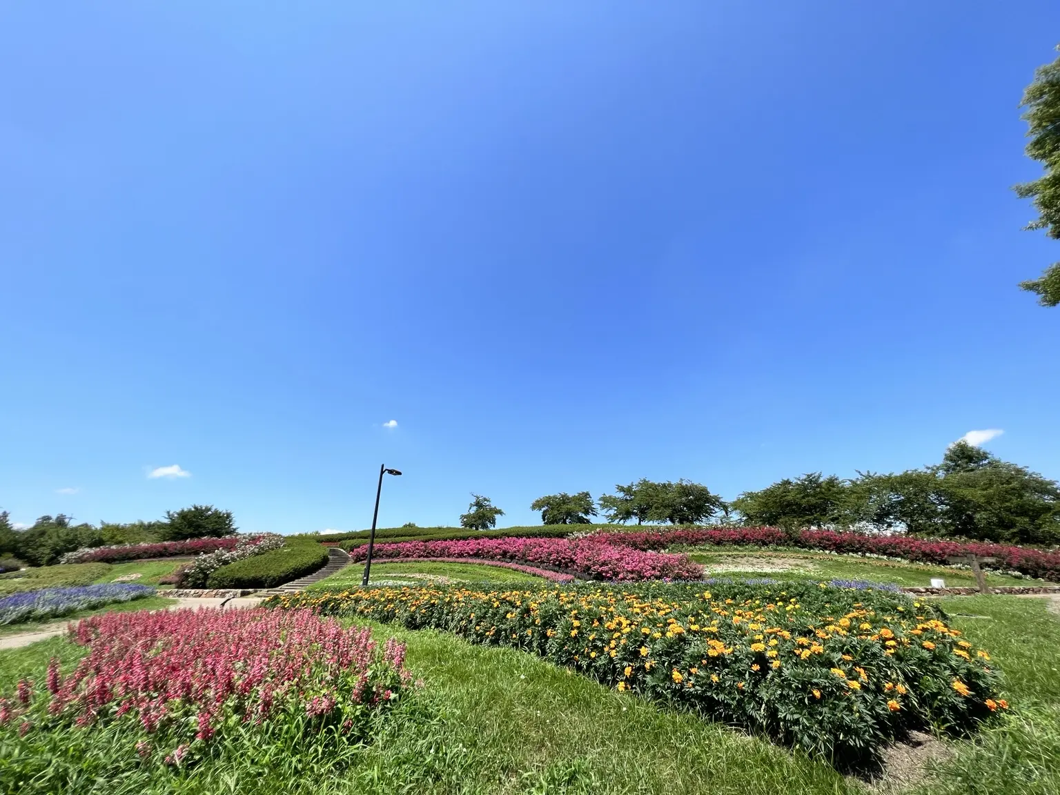 青空の下、色とりどりの花が咲く県営馬見丘陵公園