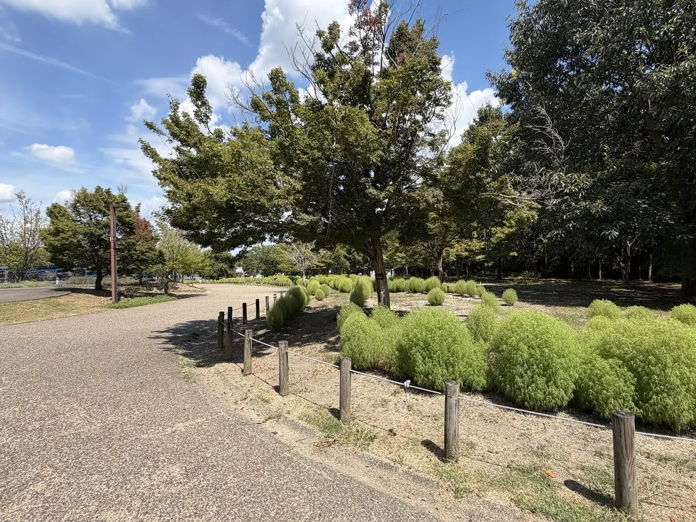 園路沿いに丸い緑色のコキアが並ぶ馬見丘陵公園