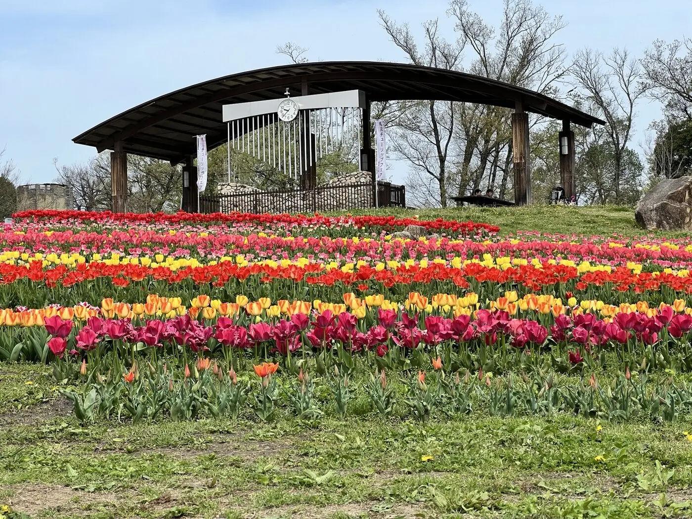 馬見丘陵公園のカリヨンと色とりどりのチューリップ畑