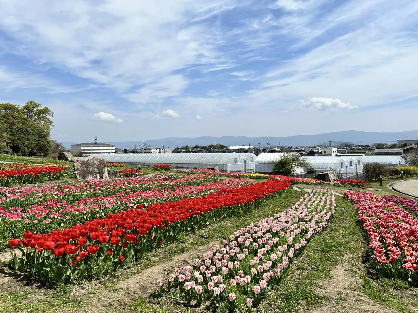 山並みと青空を背景に広がる馬見丘陵公園のチューリップ畑