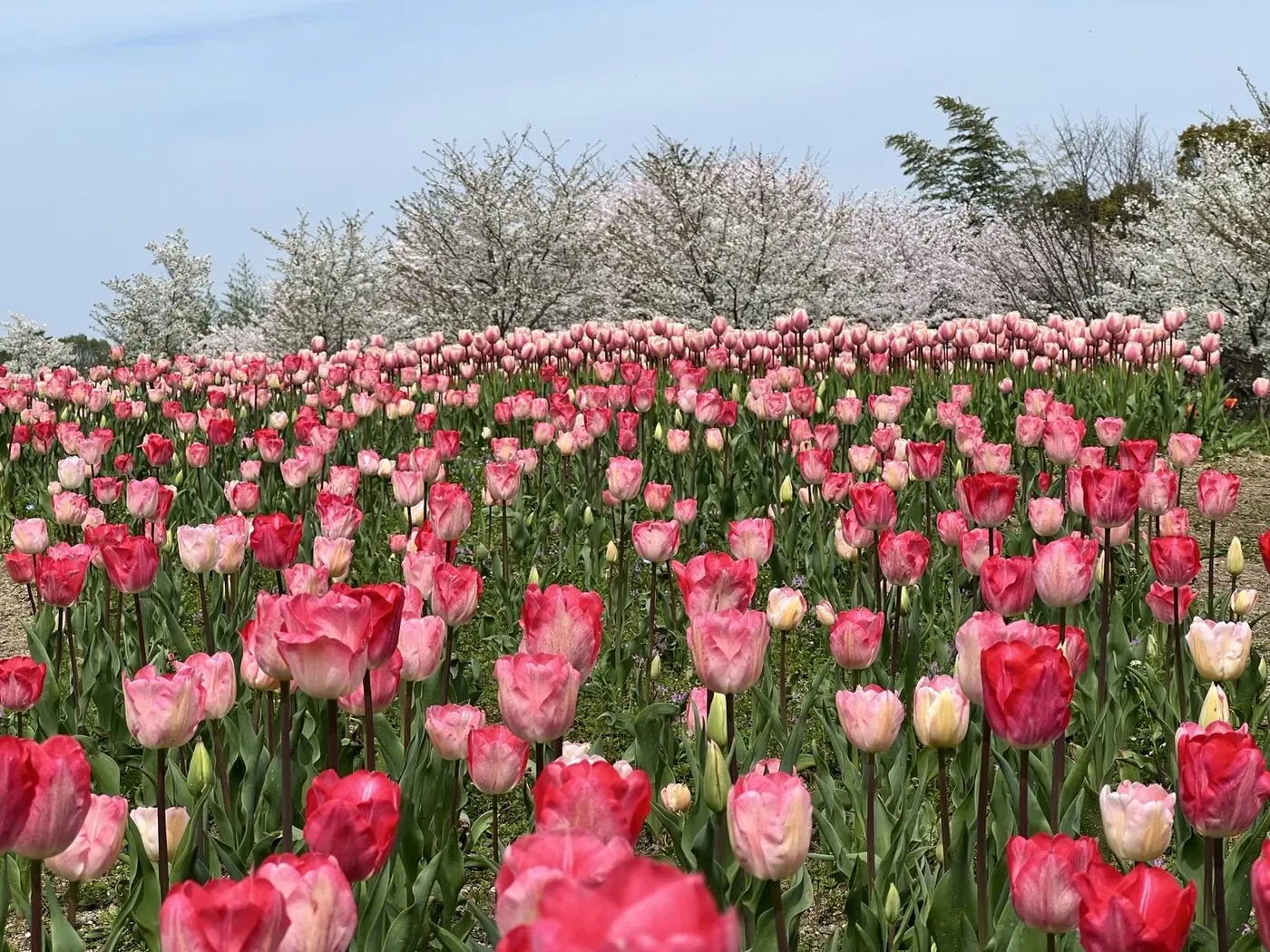 満開の桜を背景に咲く濃淡のピンク色のチューリップ