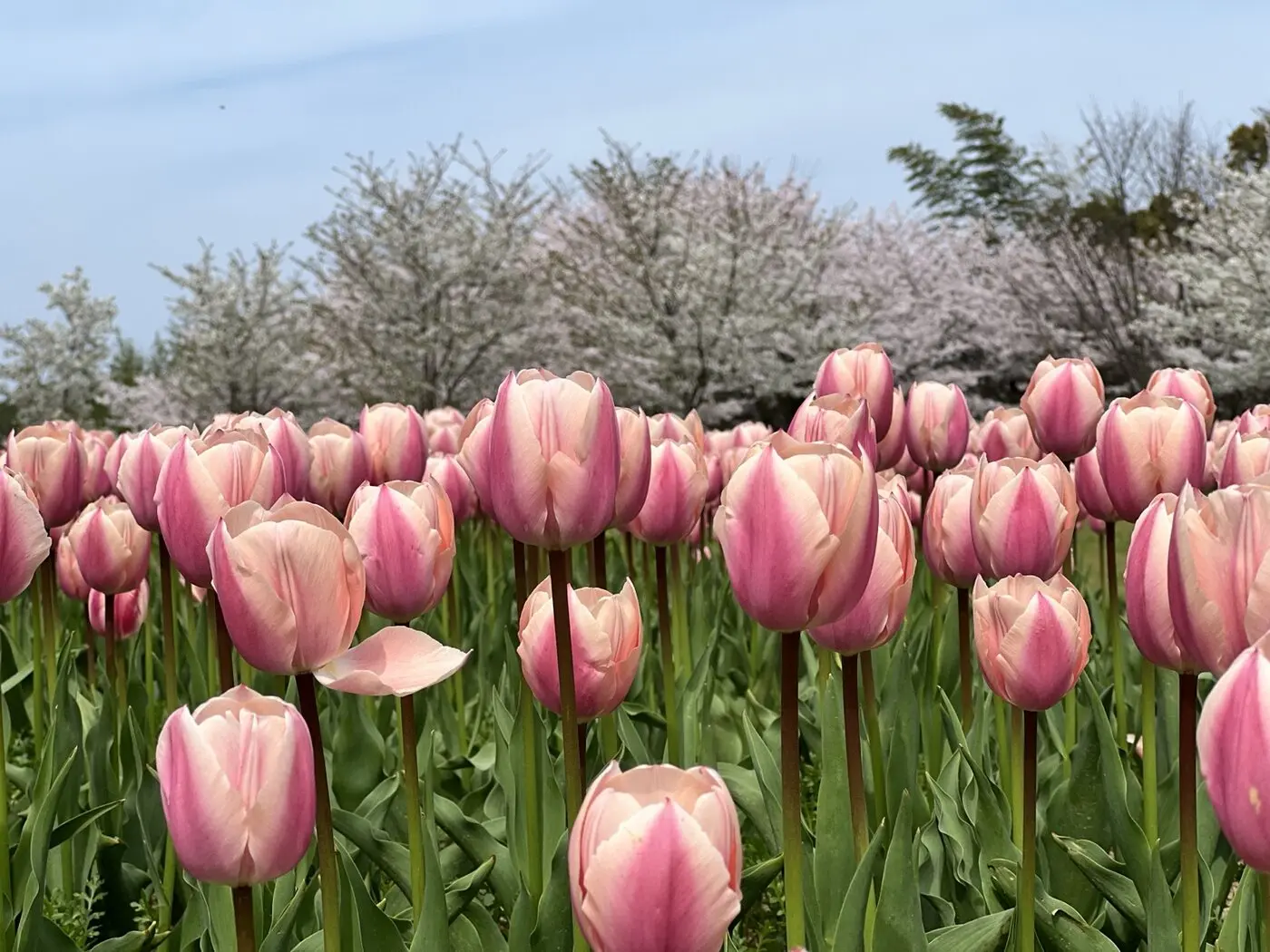 淡いピンク色の花びらを近くから撮影したチューリップ
