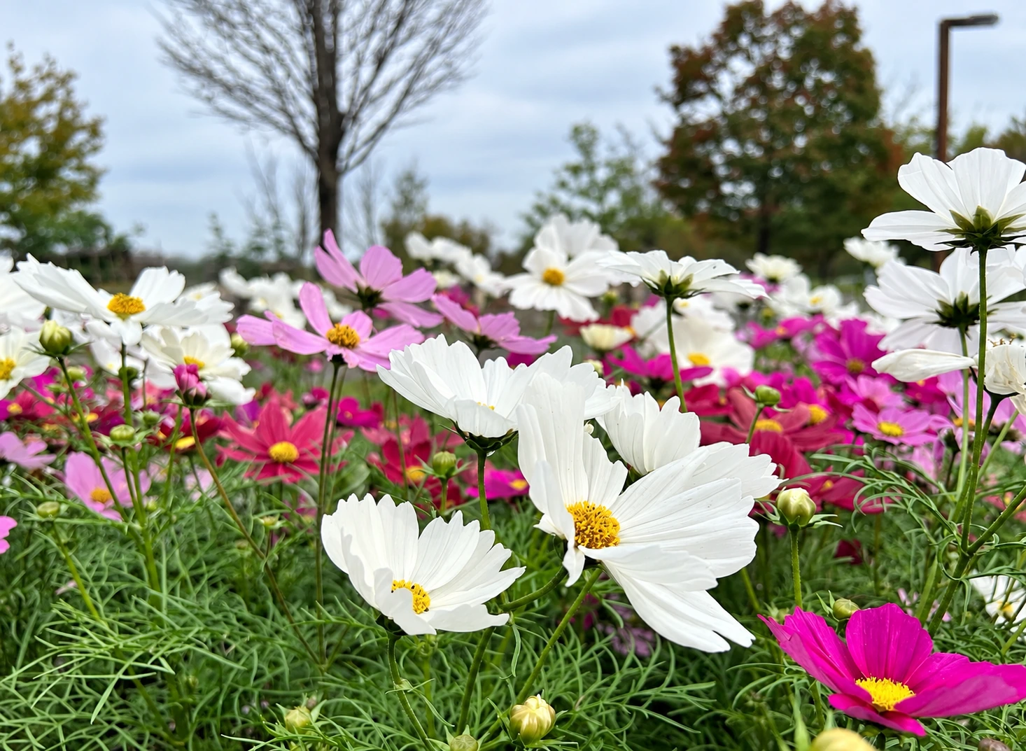 馬見丘陵公園に咲く白やピンクのコスモス