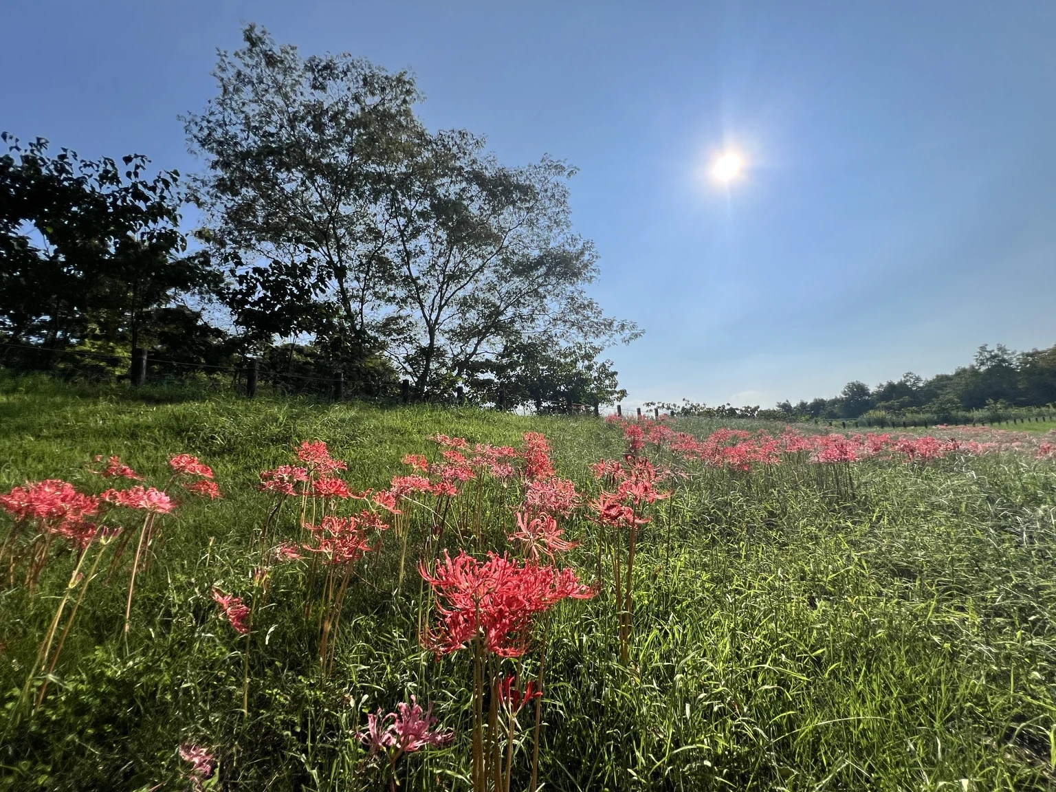 青空と太陽の下、馬見丘陵公園の上池と下池の間に咲く赤い彼岸花