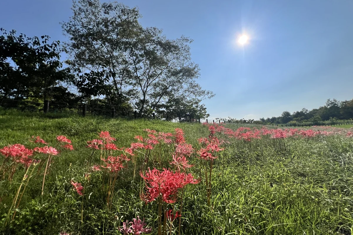 青空と太陽の下、馬見丘陵公園の上池と下池の間に咲く赤い彼岸花