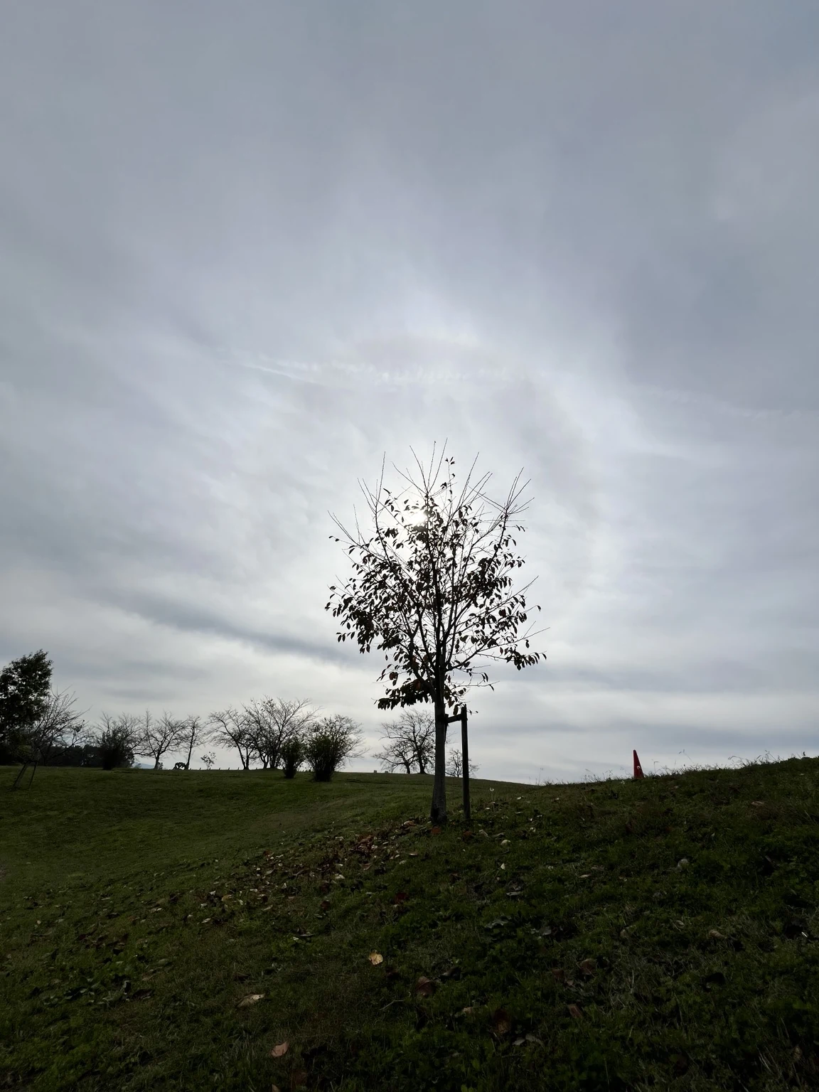 曇り空の淡い光を背に立つ、馬見丘陵公園・集いの丘の一本の木