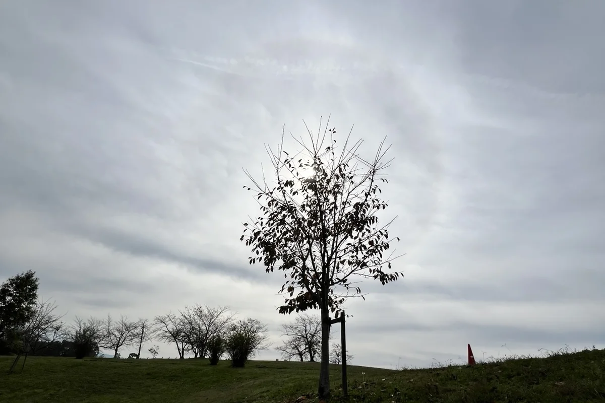 曇り空の淡い光を背に立つ、馬見丘陵公園・集いの丘の一本の木